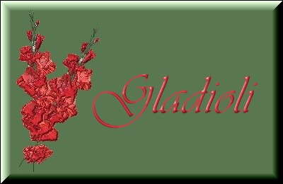 Gladioli