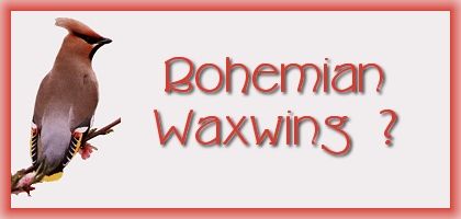 Bohemian Waxwing?